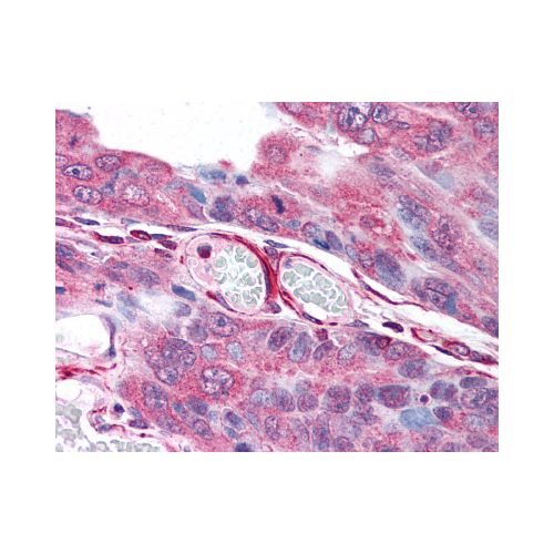 PLA2G3 (Internal) antibody