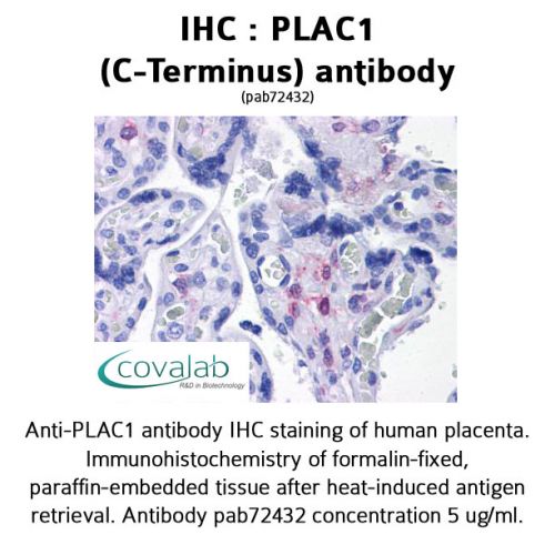 PLAC1 (C-Terminus) antibody