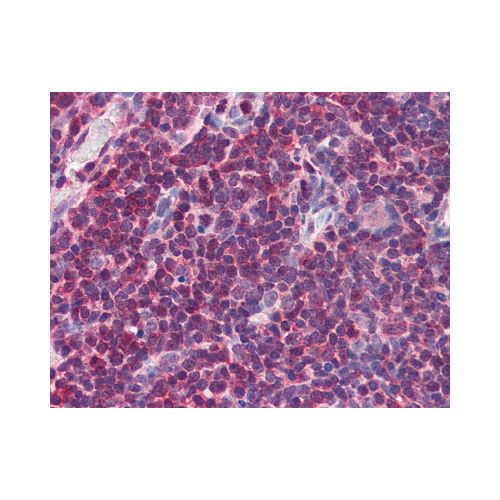 MIF (C-Terminus) antibody