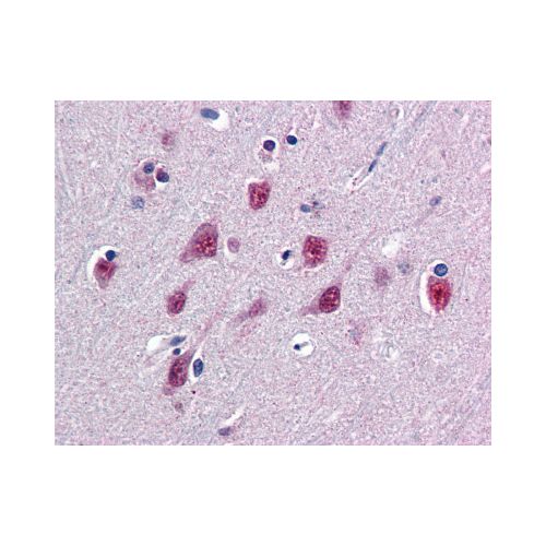 SMUG1 (N-Terminus) antibody