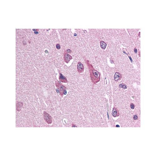 SCN2B (N-Terminus) antibody
