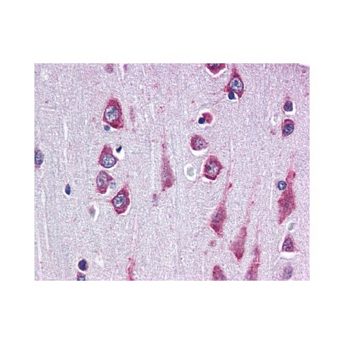 RAPSN / RAPSYN (C-Terminus) antibody