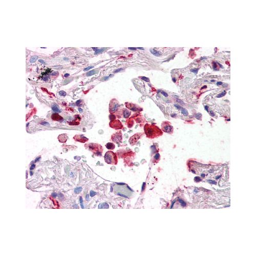 AIF1 / IBA1 (aa149-161) antibody