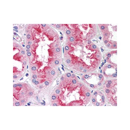 SMAD9 (Internal) antibody
