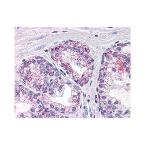 PDE11A (Internal) antibody