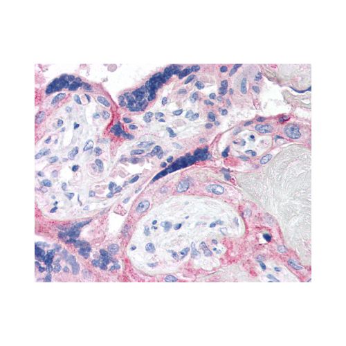 CRH (C-Terminus) antibody