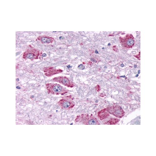 PPYR1 (C-Terminus) antibody