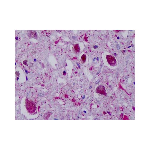 PPYR1 (Cytoplasmic Domain) antibody