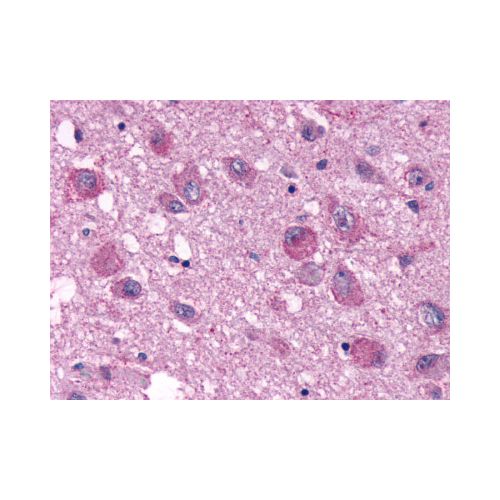 PPYR1 (Extracellular Domain) antibody