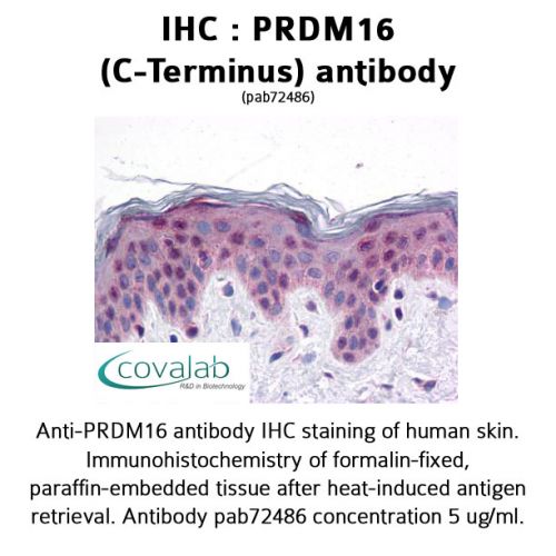 PRDM16 (C-Terminus) antibody