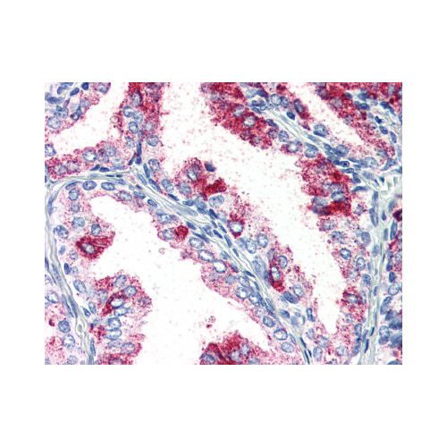 PRKCZ / PKC-Zeta (Cytoplasmic Domain) antibody