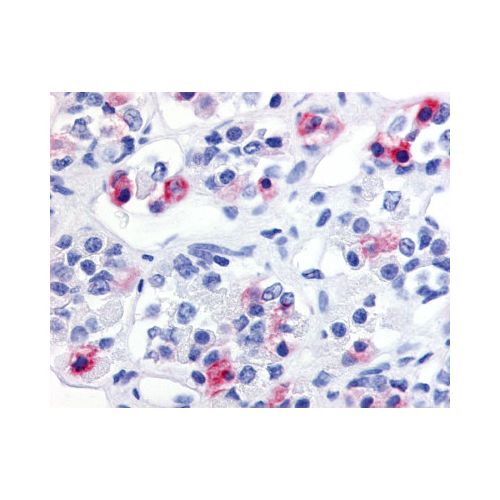PRLHR / GPR10 (Extracellular Domain) antibody