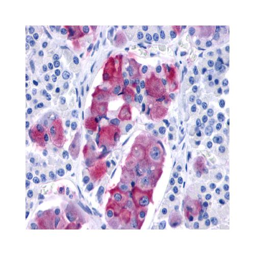 PRLHR / GPR10 (Extracellular Domain) antibody