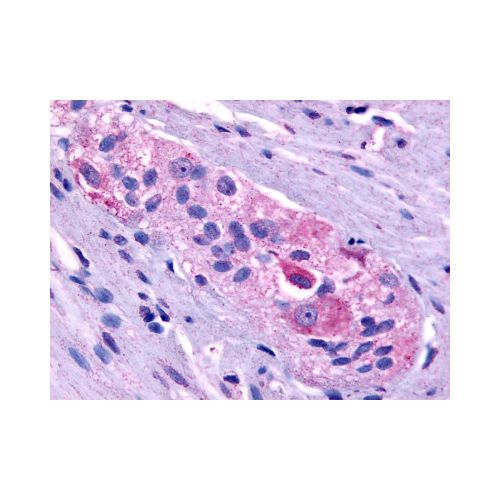 PROKR1 (C-Terminus) antibody