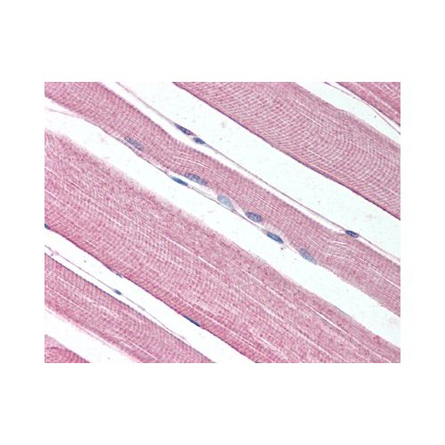 PROKR1 (N-Terminus) antibody