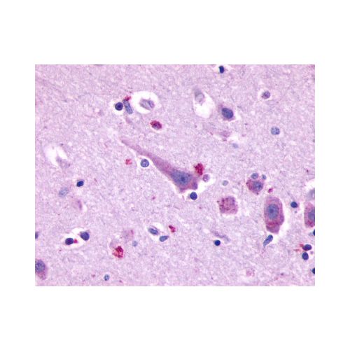 PROKR2 (C-Terminus) antibody