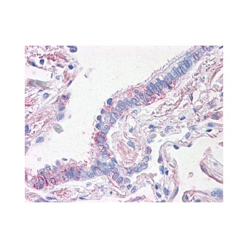 PROM2 (N-Terminus) antibody