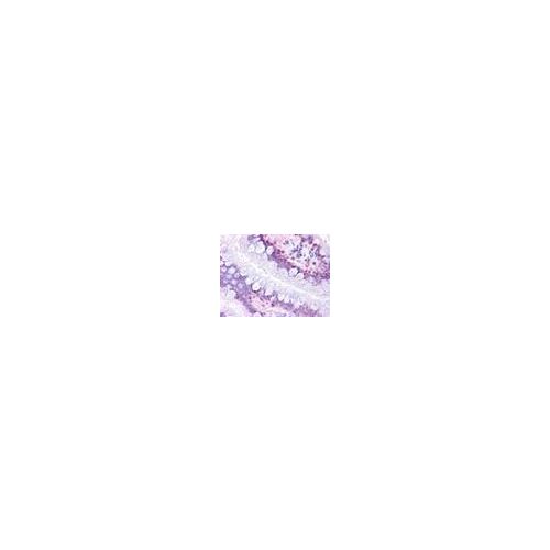 Prostaglandin D2 Receptor (Cytoplasmic Domain) antibody