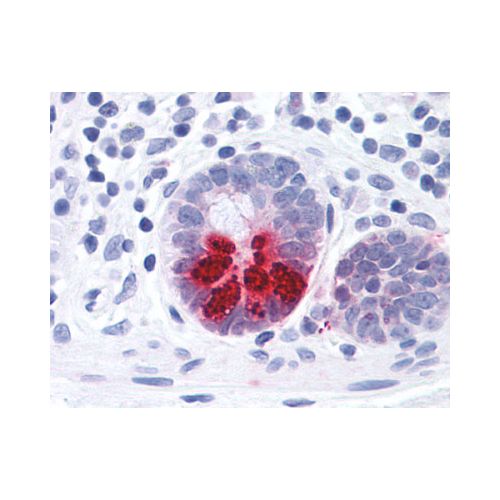 Prostaglandin D2 Receptor (N-Terminus) antibody