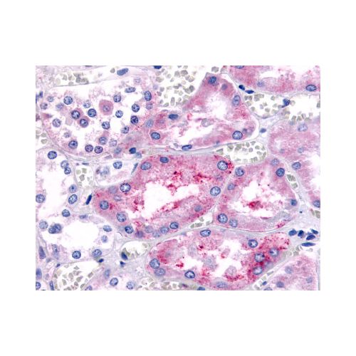 PTGER1 / EP1 (Cytoplasmic Domain) antibody