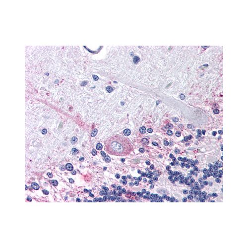 PTGER3 / EP3 (Cytoplasmic Domain) antibody