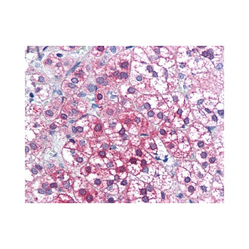 AXIN1 (C-Terminus) antibody