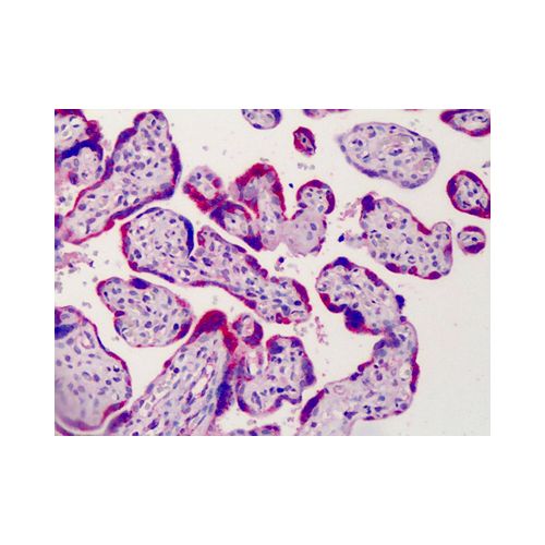 ADAM12 (N-Terminus) antibody