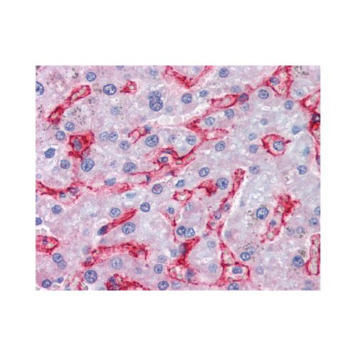 AOC3 / VAP-1 (Internal) antibody