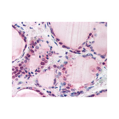 FBXL3 (N-Terminus) antibody