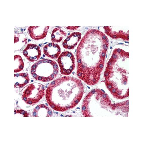 FOLH1 / PSMA antibody