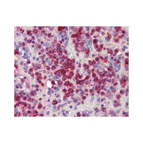 GZMB / Granzyme B (N-Terminus) antibody