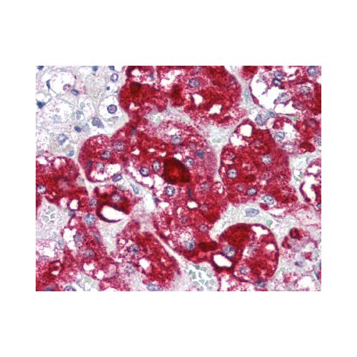 BIRC5 / Survivin (C-Terminus) antibody