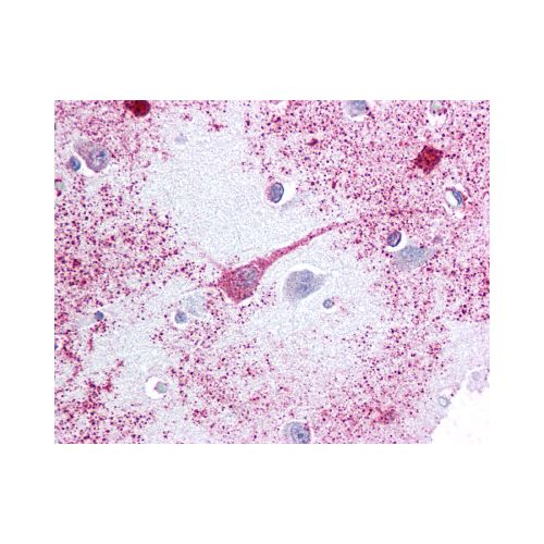 PTGER3 / EP3 (Cytoplasmic Domain) antibody