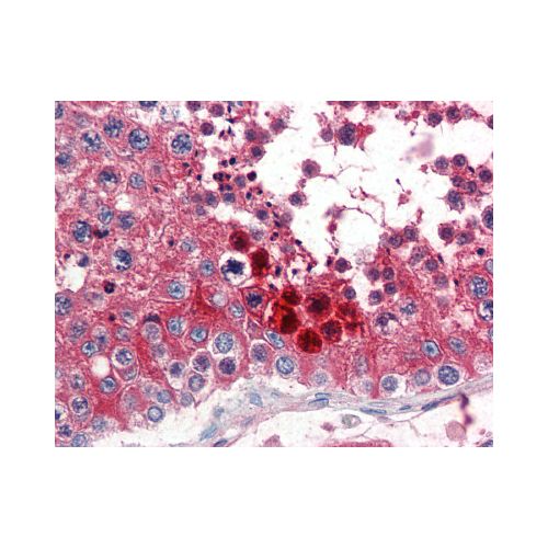 CLU / Clusterin (C-Terminus) antibody