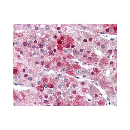 NDC80 / HEC1 (C-Terminus) antibody