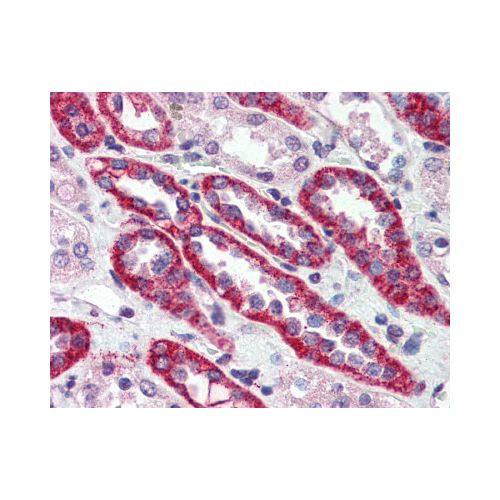 Calcium Sensing Receptor (N-Terminus) antibody
