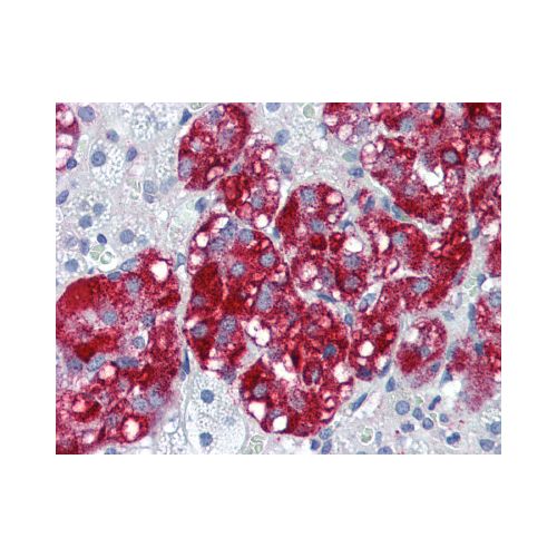 CTNND1 / p120CTN (C-Terminus) antibody
