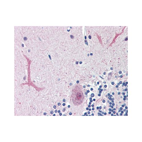 FOXC1 (C-Terminus) antibody