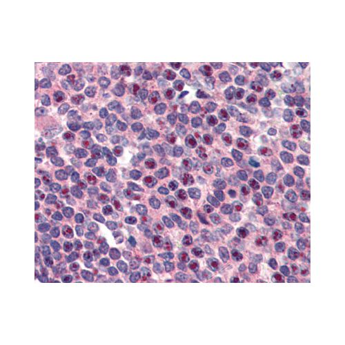FANCG (C-Terminus) antibody