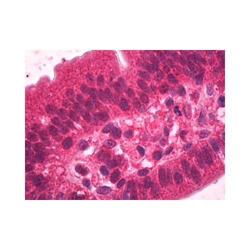 HNF4A / HNF4 (N-Terminus) antibody