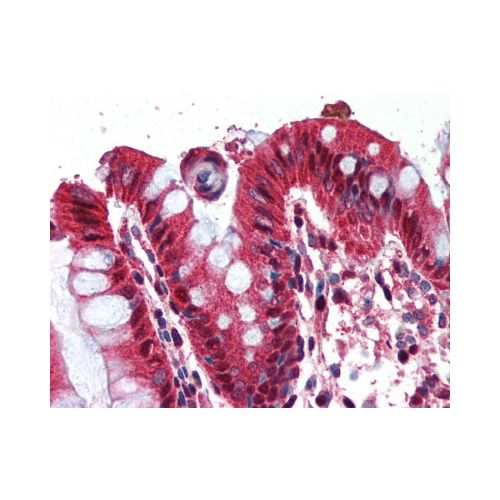 Ghrelin (C-Terminus) antibody