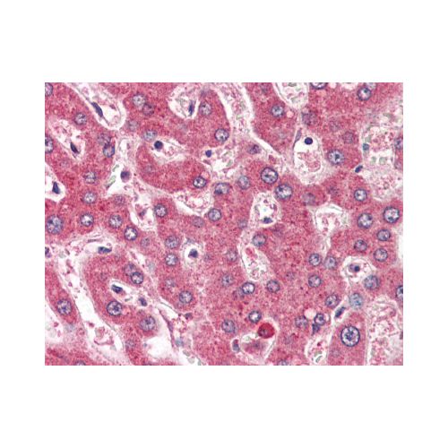ROBO1 (Internal) antibody