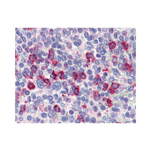 CD14 (Internal) antibody