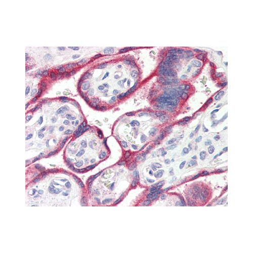 Aromatase (Internal) antibody