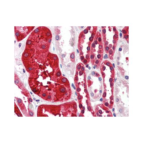 FTH1 (C-Terminus) antibody