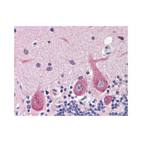 GAD67 (Internal) antibody