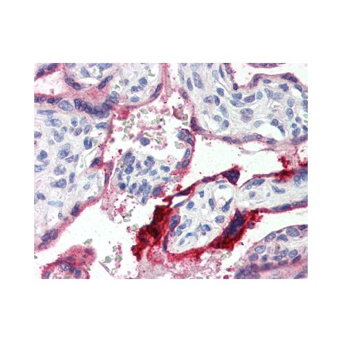 Annexin A1 (C-Terminus) antibody