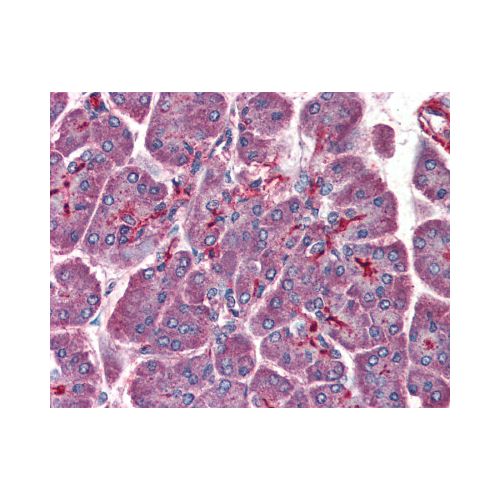 PAFAH1B1 / LIS1 antibody