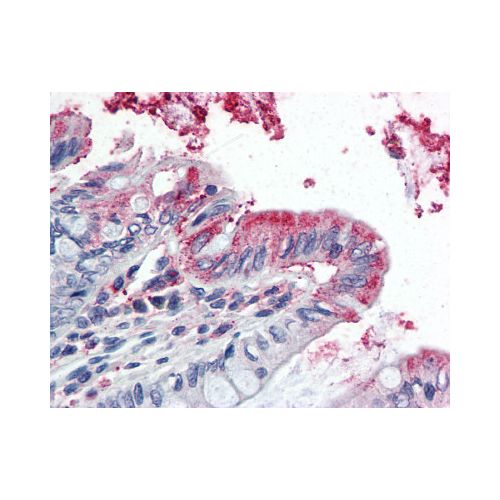 GPX3 (Internal) antibody