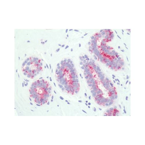 PTGER3 / EP3 (Cytoplasmic Domain) antibody
